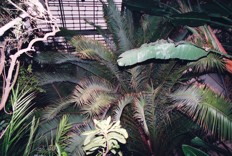 LU Botāniskais dārzs. Palmu mājā.