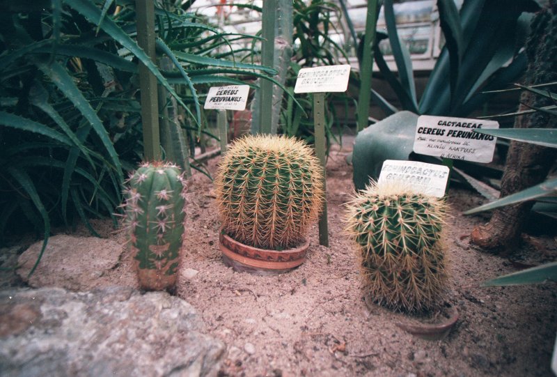 LU Botāniskais dārzs. kaktusi