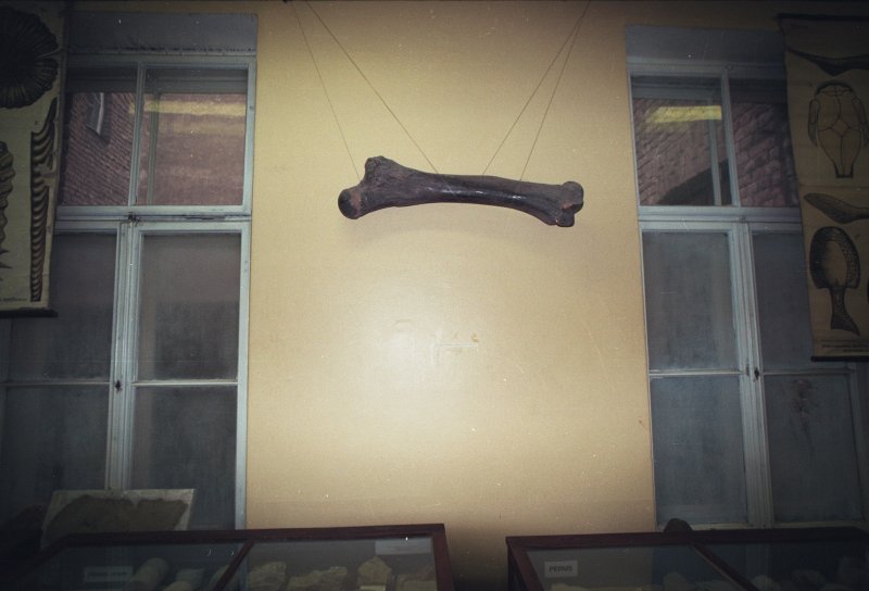 LU Ģeoloģijas muzejs. Mamuta kājas kauls.