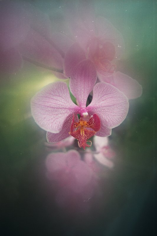LU Botāniskais dārzs. Orhideja.