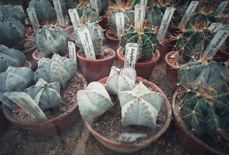 LU Botāniskais dārzs. Kaktusi.