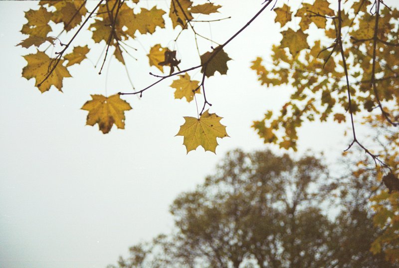 Koku lapas rudenī. Kļava.