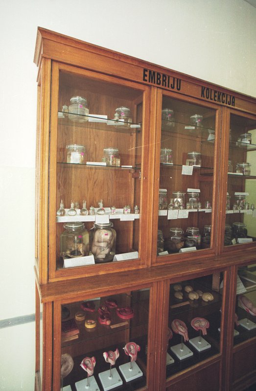 Anatomijas muzejs LU MF Anatomijas un histoloģijas katedras telpās. Embriju kolekcija.