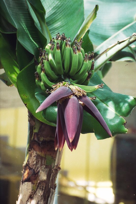 LU Botāniskais dārzs. Ziedošs banānaugs (palmu mājā). null