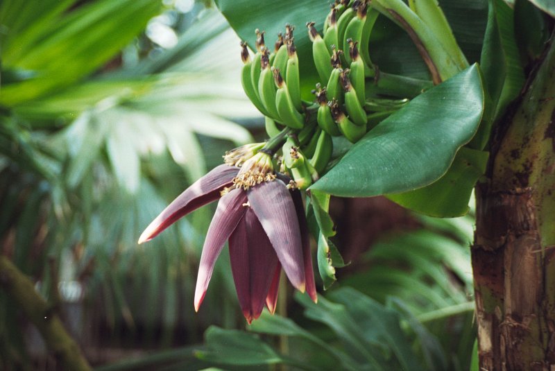 LU Botāniskais dārzs. Ziedošs banānaugs (palmu mājā). null