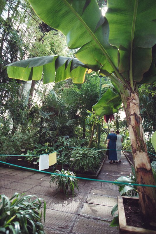 LU Botāniskais dārzs. Palmu mājā. null