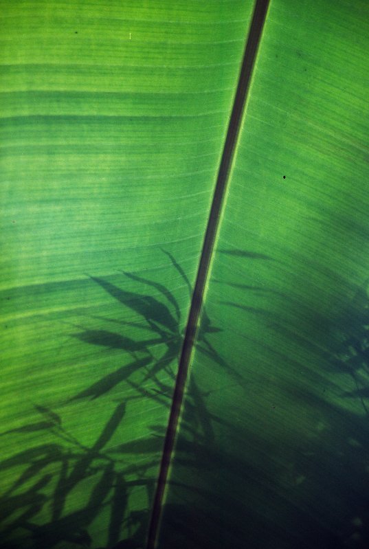LU Botāniskais dārzs. Banānauga lapa (Palmu mājā).
