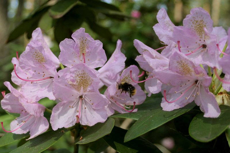 LU Rododendru selekcijas un izmēģinājumu audzētava 'Babīte' null