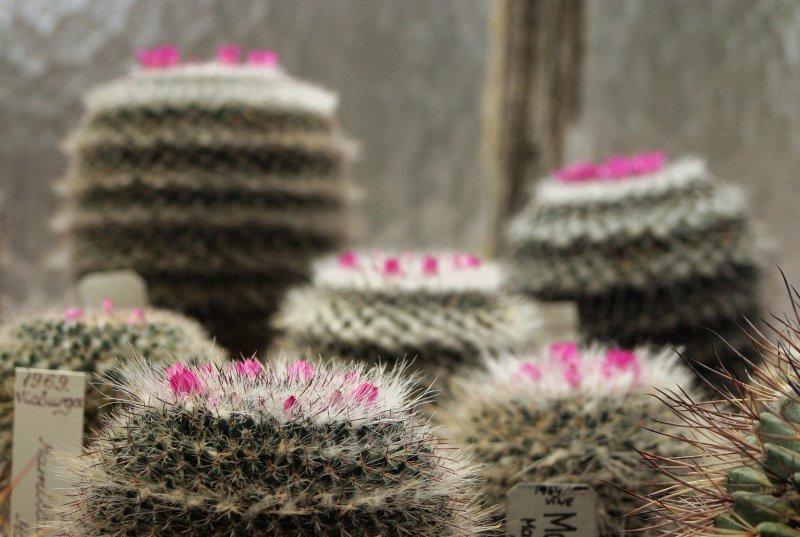 Kaktusi LU Botāniskajā dārzā. Mamillaria brauneana.