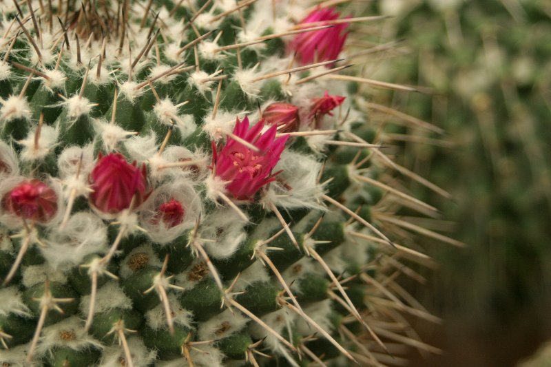 Kaktusi LU Botāniskajā dārzā. Mamillaria tolimensis.