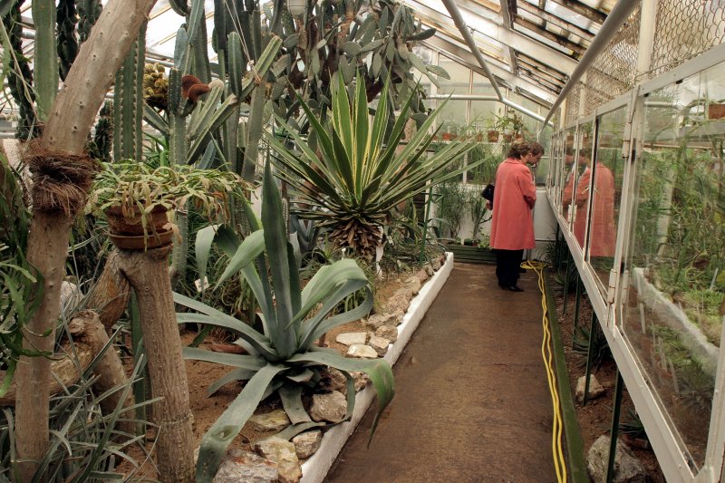 Kaktusi LU Botāniskajā dārzā. null