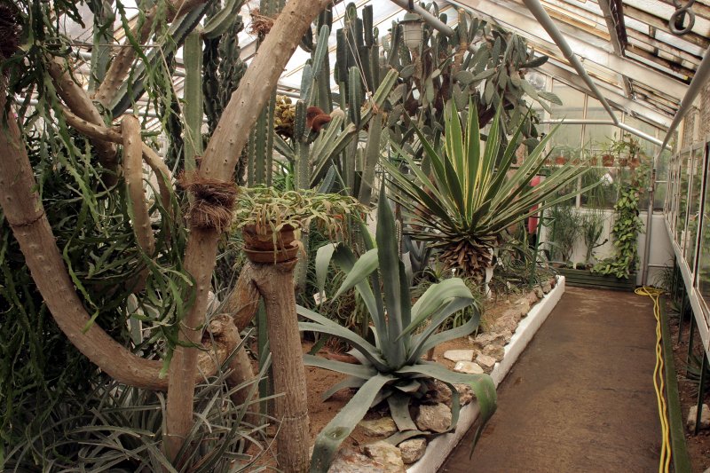 Kaktusi LU Botāniskajā dārzā. null