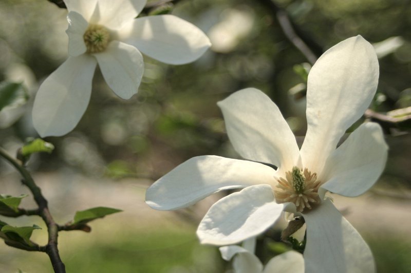 LU Botāniskais dārzs. Ziemeļu magnolijas (Magnolia kobus (Magnoliaceae)) ziedi.