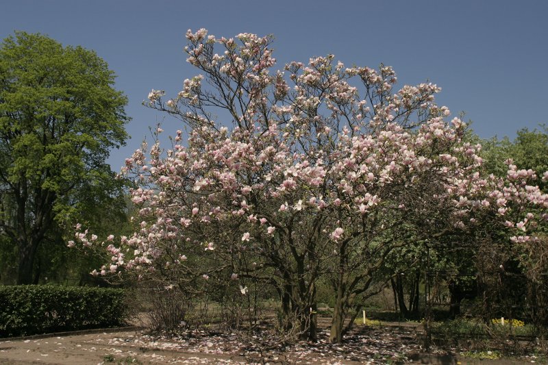 LU Botāniskais dārzs. Sulanža magnolija (Magnolia x soulangeana).