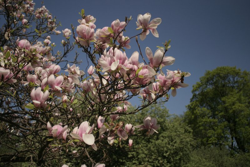 LU Botāniskais dārzs. Sulanža magnolija (Magnolia x soulangeana).