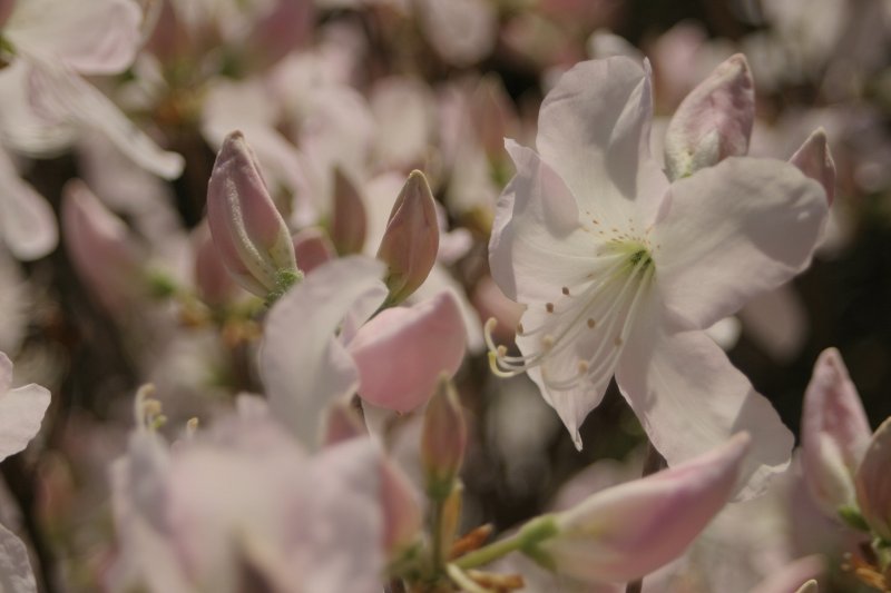 LU Botāniskais dārzs. Šlipenbaha rododendrs (Rhododendron Schlippenbachii (Ericaceae)).