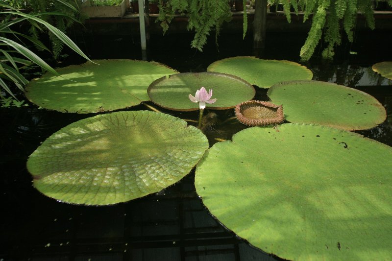LU Botāniskais dārzs. Amazones viktorija (Nymphaeaceae. Victoria amazonica).