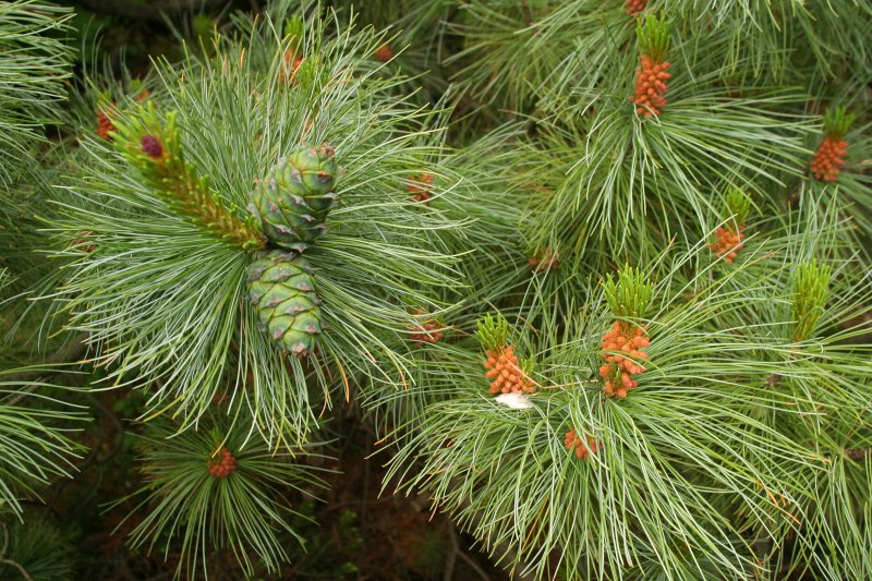 LU Botāniskais dārzs. Klājeniskā ciedru priede (Pinus pumila).
