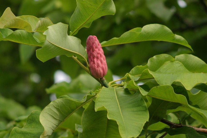 LU Botāniskais dārzs. Lietussarga magnolija (Magnoliceae. Magnolia tripetala).