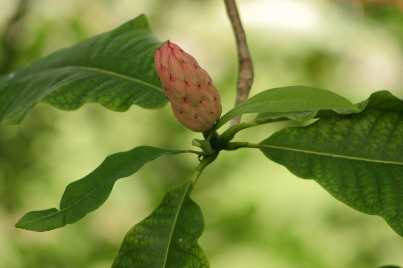 LU Botāniskais dārzs. Lietussarga magnolija (Magnoliceae. Magnolia tripetala).