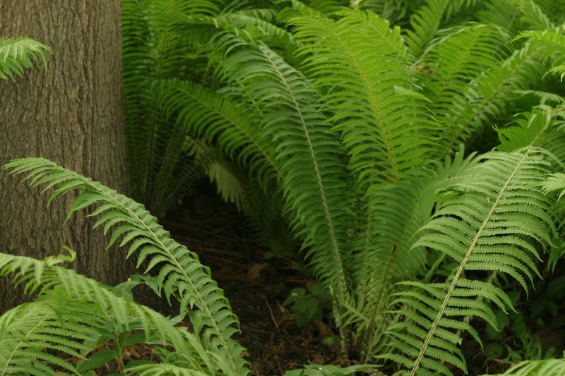 LU Botāniskais dārzs. Parastās vīrpapardes forma (Polypodiaceae. Dryopteris filix-mas 'Linearis Polydactylon').
