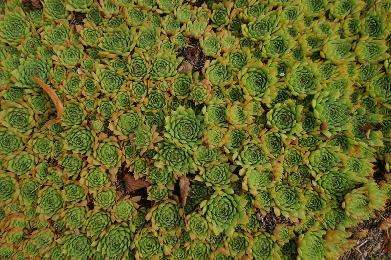 LU Botāniskais dārzs. Atvašu saulrietenis (Crassulaceae. Jovibarba globifera).