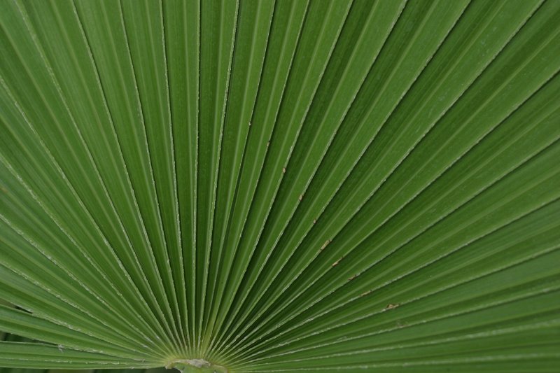 LU Botāniskais dārzs. Sīkziedu trinakspalmas (Arecaceae. Thrinax parviflora) lapa.