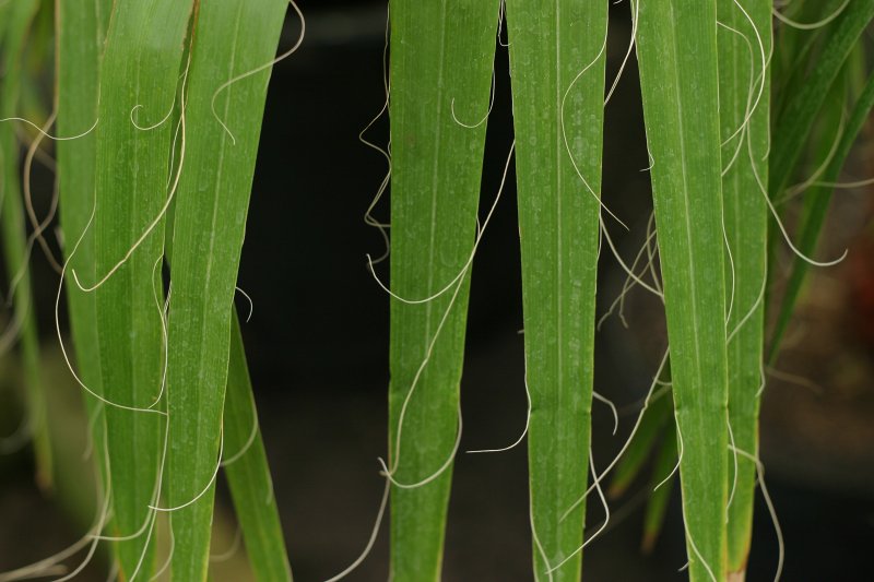 LU Botāniskais dārzs. Šķiedru vašingtonijas (Arecaceae. Washingtonia filifera) lapa.