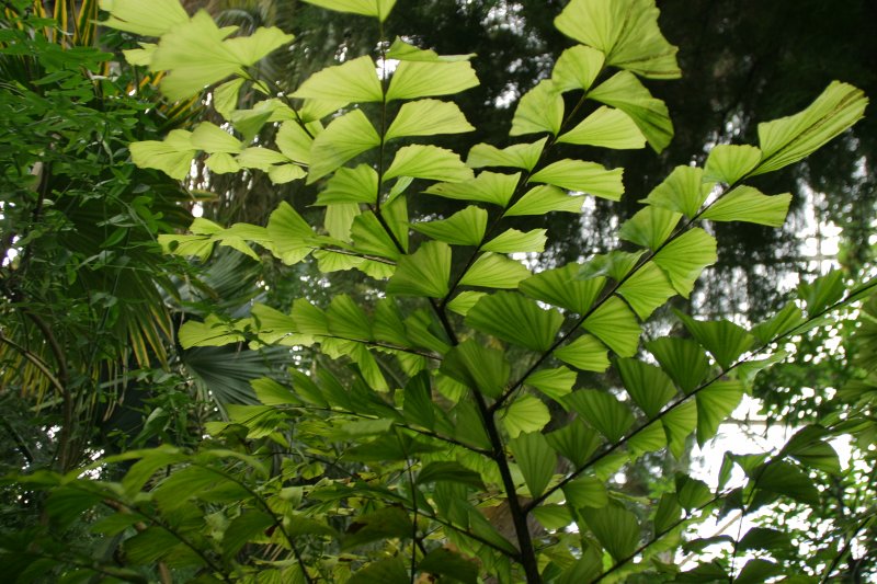 LU Botāniskais dārzs. Baksona kariota (Arecaceae. Caryota bacsonensis).