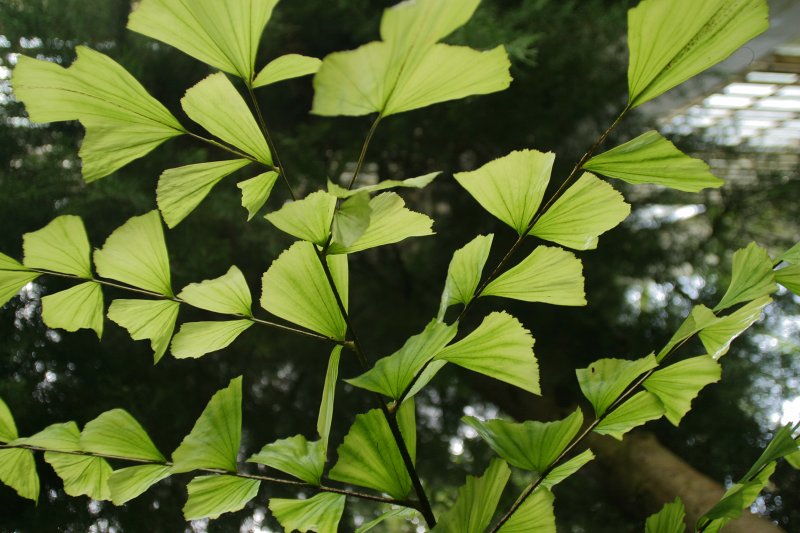 LU Botāniskais dārzs. Baksona kariota (Arecaceae. Caryota bacsonensis).
