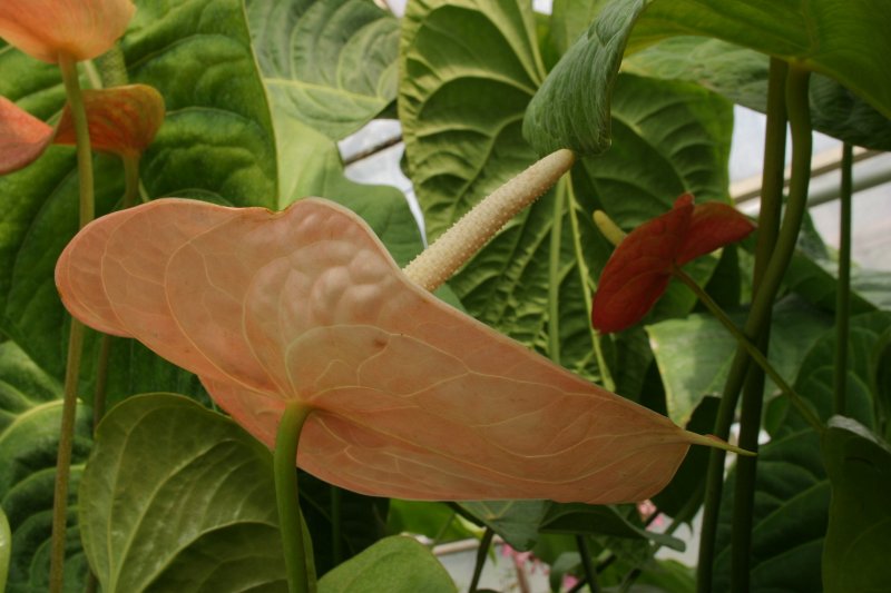 LU Botāniskais dārzs. Mārtija antūrija (Araceae. Anthurium martianum).