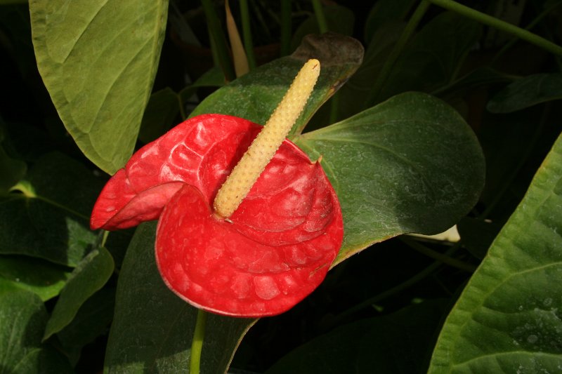 LU Botāniskais dārzs. Antūrija (Araceae. Anthurium andreanum).