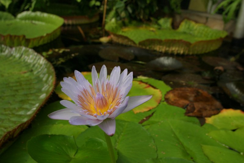 LU Botāniskais dārzs. Krāsainā ūdensroze (Nymphaeaceae. Nymphaea colorata).