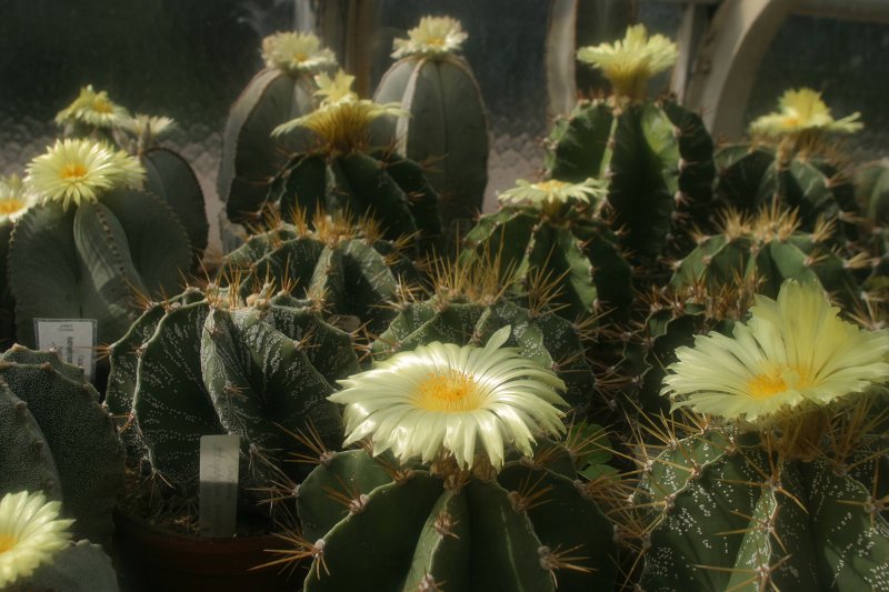 LU Botāniskais dārzs. Ziedoši kaktusi.