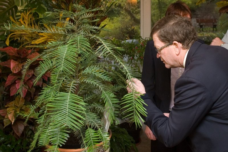 Austrālijas valdības dāvinātās Volemi priedes svinīgā dēstīšana LU Botāniskajā dārzā. Austrālijas vēstnieks Latvijā Hovards Kregs Brauns (Howard Craig Brown).