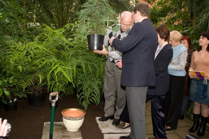 Austrālijas valdības dāvinātās Volemi priedes svinīgā dēstīšana LU Botāniskajā dārzā. No kreisās: 
LU bijušais rektors prof. Ivars Lācis un 
Austrālijas vēstnieks Latvijā Hovards Kregs Brauns (Howard Craig Brown).