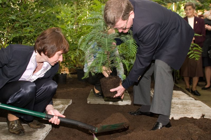 Austrālijas valdības dāvinātās Volemi priedes svinīgā dēstīšana LU Botāniskajā dārzā. No kreisās: 
LU Botāniskā dārza direktore Anta Sparinska un 
Austrālijas vēstnieks Latvijā Hovards Kregs Brauns (Howard Craig Brown) stāda volemi priedi.