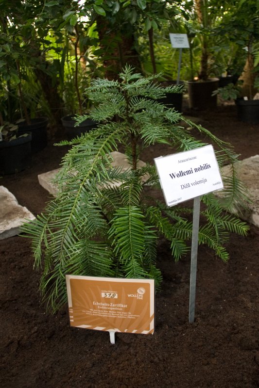 Austrālijas valdības dāvinātās Volemi priedes svinīgā dēstīšana LU Botāniskajā dārzā. Volemi priede (Wollemia nobilis).