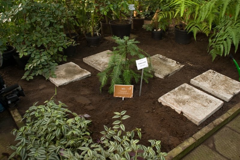 Austrālijas valdības dāvinātās Volemi priedes svinīgā dēstīšana LU Botāniskajā dārzā. Volemi priede (Wollemia nobilis).