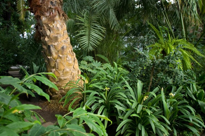 LU Botāniskais dārzs, palmu mājā. null