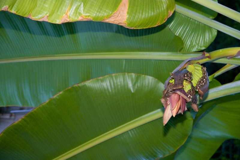 LU Botāniskā dārza palmu mājā uzziedējis banānaugs. null