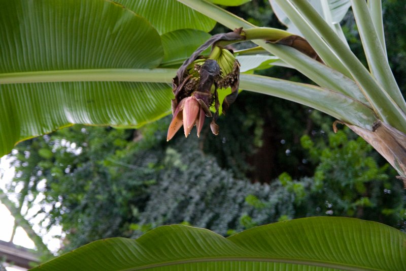 LU Botāniskā dārza palmu mājā uzziedējis banānaugs. null