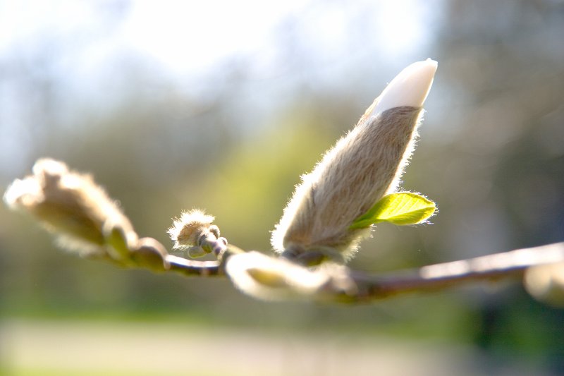 Pavasara svētki Latvijas Universitātes Botāniskajā dārzā. Ziemeļu magnolija (Japāna) (Magnolia kobus 'Borealis' (Magnoliaceae)), ziedu pumpuri.