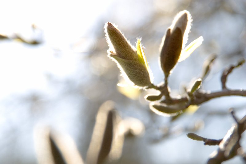Pavasara svētki Latvijas Universitātes Botāniskajā dārzā. Ziemeļu magnolija (Japāna) (Magnolia kobus 'Borealis' (Magnoliaceae)), ziedu pumpuri.