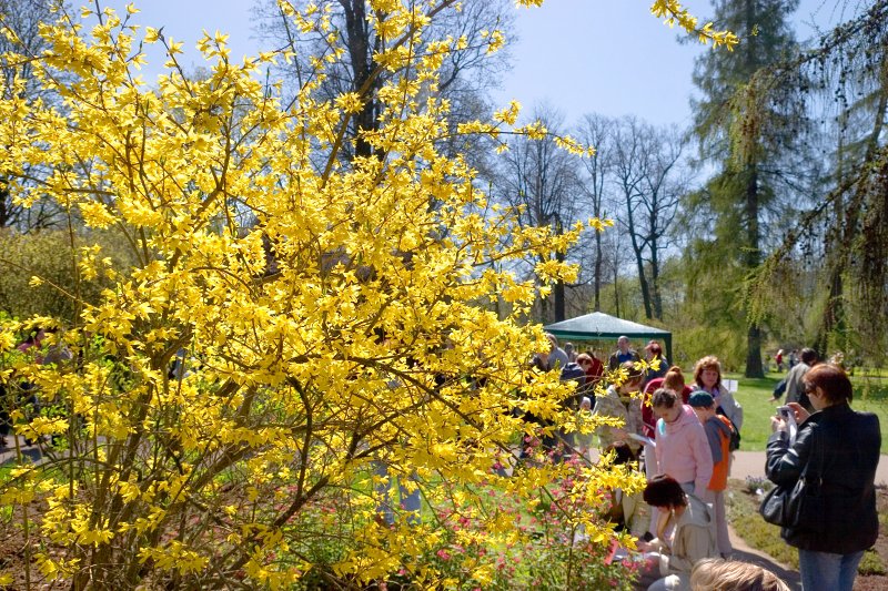 Pavasara svētki Latvijas Universitātes Botāniskajā dārzā. Zaļās forsītijas šķirne (Forsythia viridissima 'Beatrix 
Farrand' (Oleaceae)).
