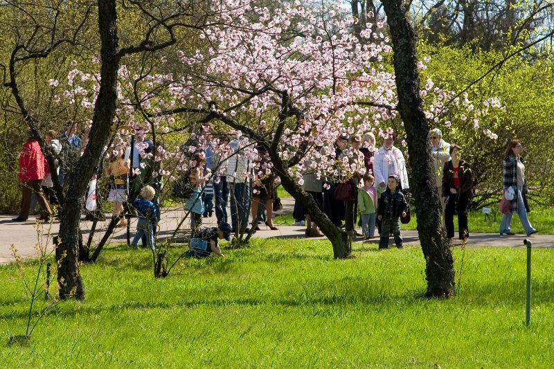 Pavasara svētki Latvijas Universitātes Botāniskajā dārzā. null