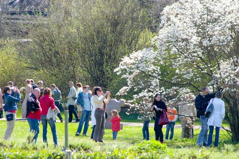 Pavasara svētki Latvijas Universitātes Botāniskajā dārzā. Lebnera magnolija (Magnolia x loebneri (Magnoliaceae)).