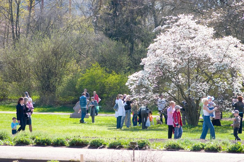 Pavasara svētki Latvijas Universitātes Botāniskajā dārzā. Lebnera magnolija (Magnolia x loebneri (Magnoliaceae)).