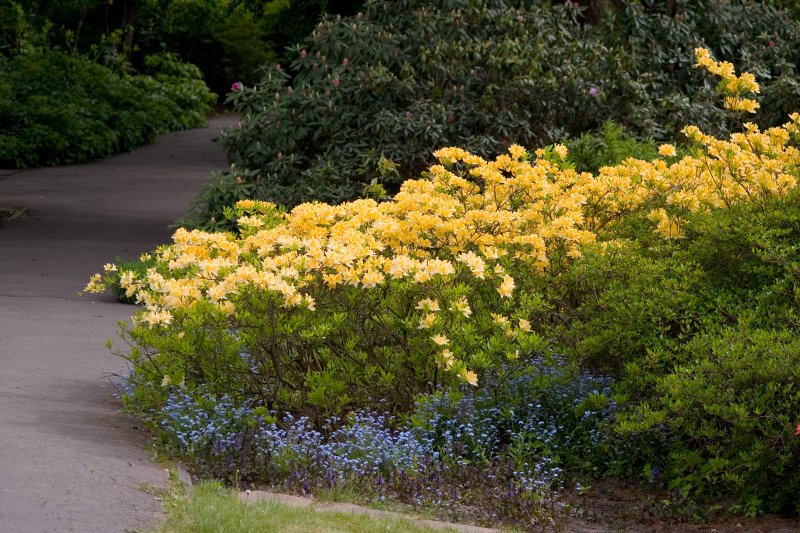 LU Botāniskajā dārzā zied rododendri un ne tikai. null