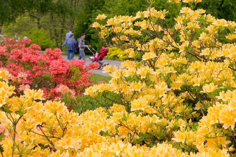 LU Botāniskajā dārzā zied rododendri un ne tikai. null